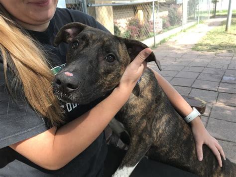 dognkittycity photos|Humane Society of Dallas County .